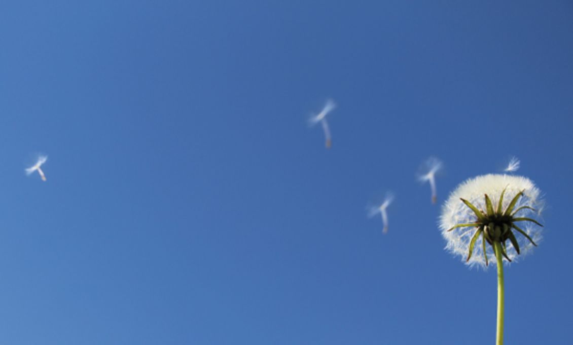 Pusteblume vor klarem blauen Himmel, deren Samen vom Wind davongetragen werden.